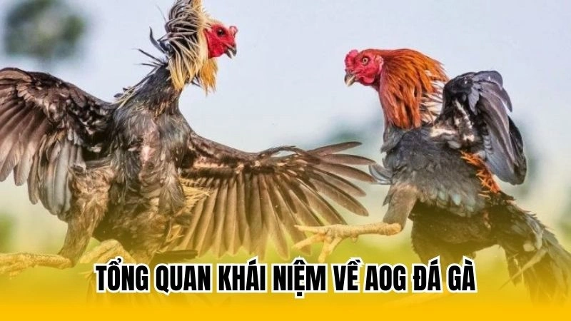 Tổng quan khái niệm về AOG đá gà