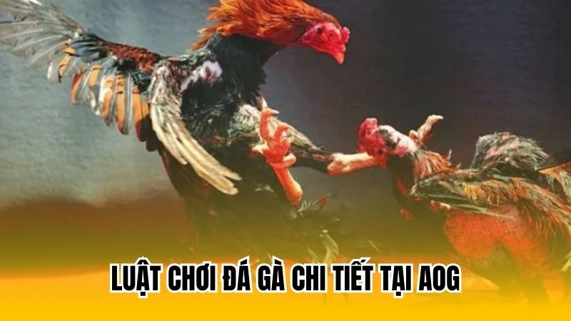 Luật chơi đá gà chi tiết tại AOG