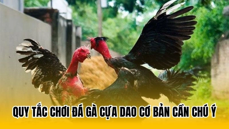 Quy tắc chơi đá gà cựa dao cơ bản cần chú ý