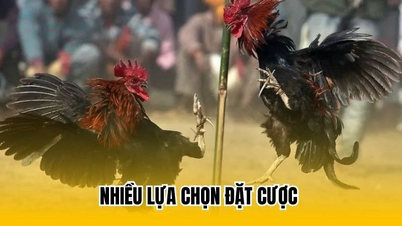 Nhiều lựa chọn đặt cược