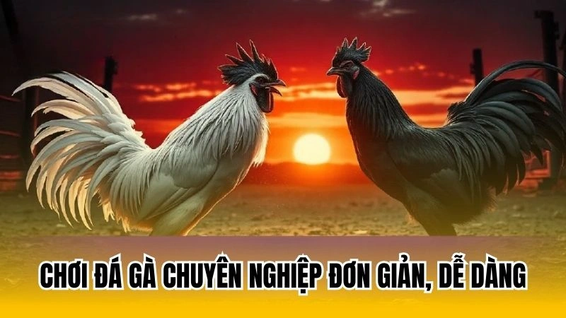 Chơi đá gà chuyên nghiệp đơn giản, dễ dàng