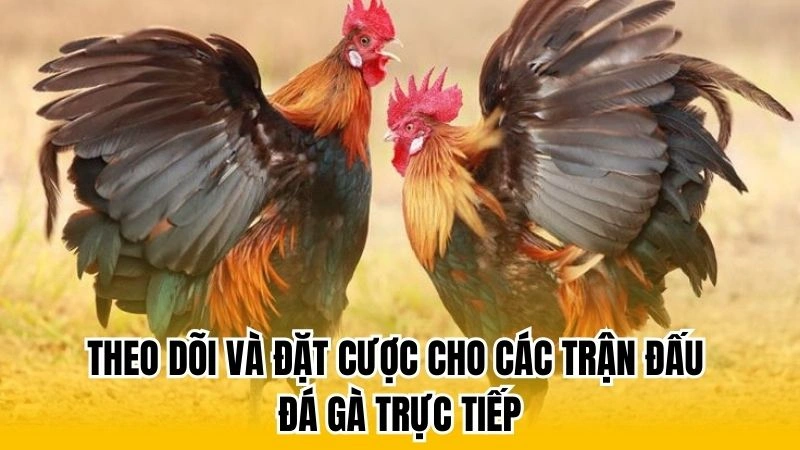 Theo dõi và đặt cược cho các trận đấu đá gà trực tiếp