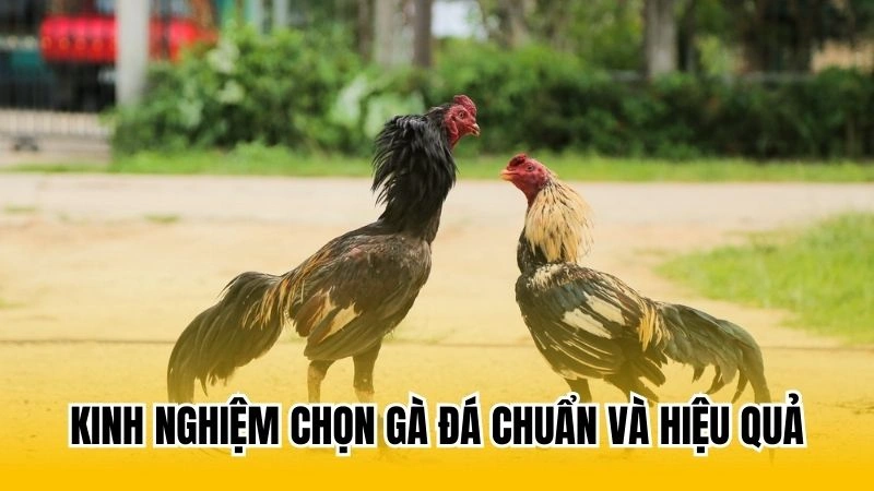 Kinh nghiệm chọn gà đá chuẩn và hiệu quả