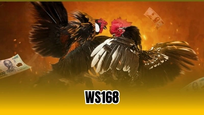 ws168